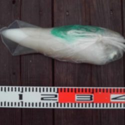 こかわ渡船 雅丸 釣果