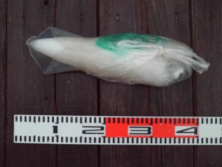 こかわ渡船　雅丸 釣果