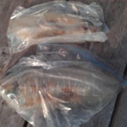 こかわ渡船　雅丸 釣果