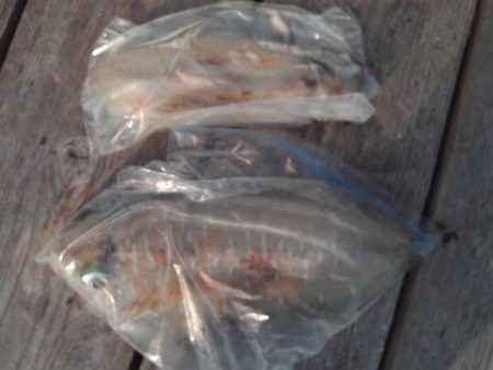 こかわ渡船　雅丸 釣果