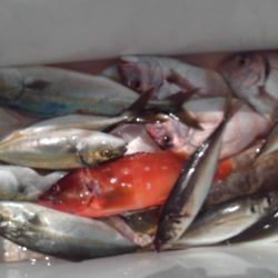 こかわ渡船 雅丸 釣果