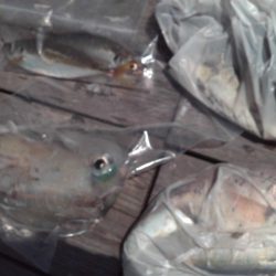 こかわ渡船　雅丸 釣果