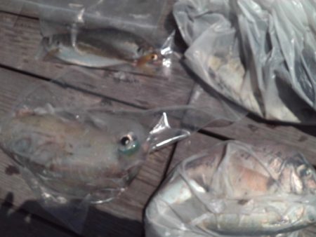 こかわ渡船　雅丸 釣果