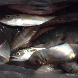 こかわ渡船　雅丸 釣果