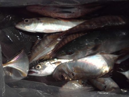 こかわ渡船　雅丸 釣果