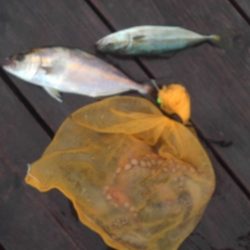 こかわ渡船 雅丸 釣果