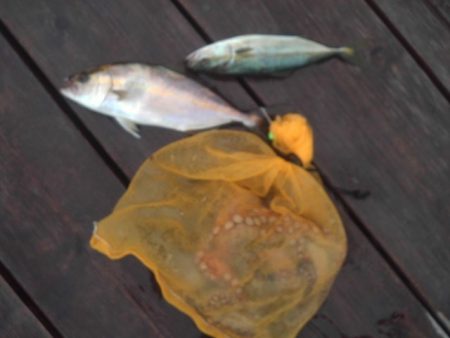 こかわ渡船 雅丸 釣果
