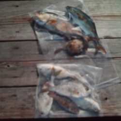 こかわ渡船　雅丸 釣果