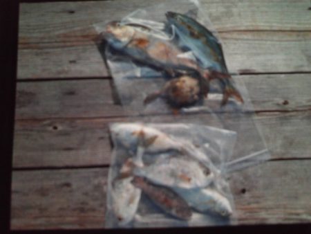 こかわ渡船　雅丸 釣果