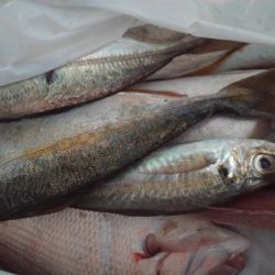 こかわ渡船 雅丸 釣果