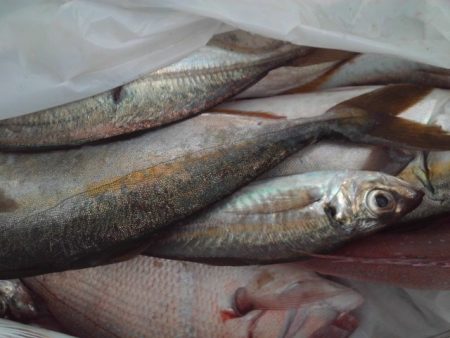 こかわ渡船 雅丸 釣果