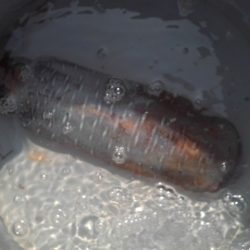 こかわ渡船 雅丸 釣果