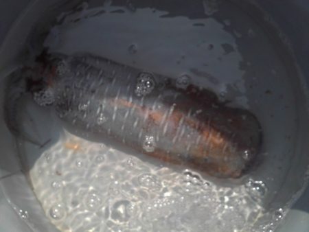 こかわ渡船 雅丸 釣果