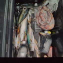 こかわ渡船　雅丸 釣果