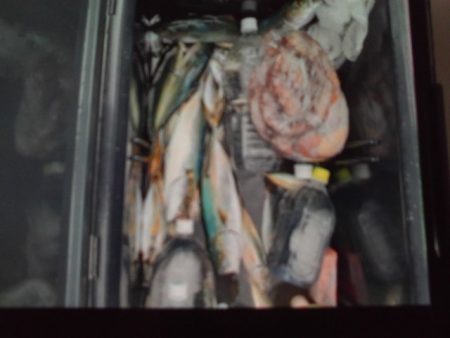 こかわ渡船　雅丸 釣果