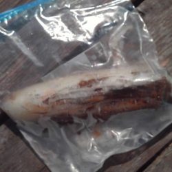 こかわ渡船　雅丸 釣果