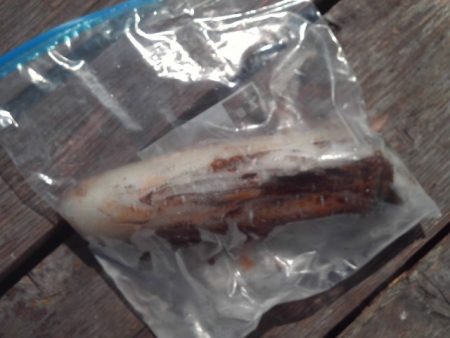 こかわ渡船　雅丸 釣果