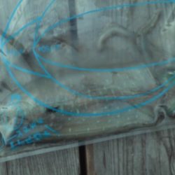 こかわ渡船　雅丸 釣果