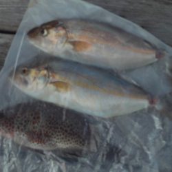 こかわ渡船　雅丸 釣果