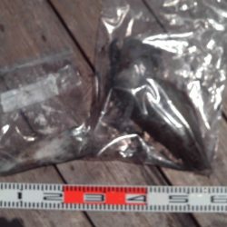 こかわ渡船　雅丸 釣果