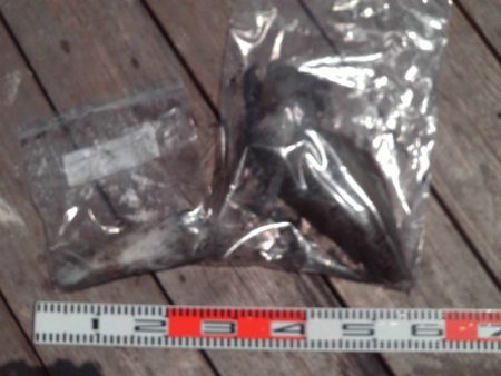 こかわ渡船　雅丸 釣果