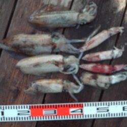 こかわ渡船 雅丸 釣果