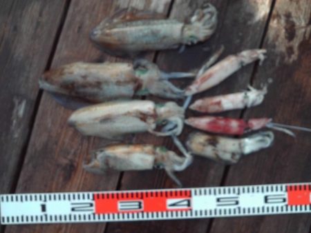 こかわ渡船 雅丸 釣果