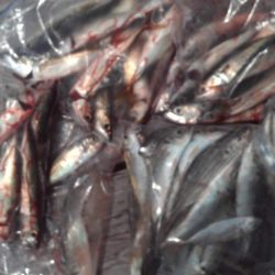 こかわ渡船　雅丸 釣果