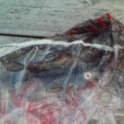 こかわ渡船　雅丸 釣果