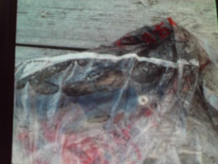 こかわ渡船　雅丸 釣果