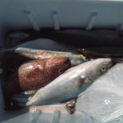 こかわ渡船　雅丸 釣果