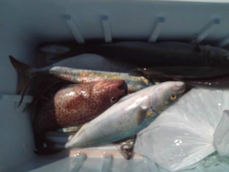 こかわ渡船　雅丸 釣果