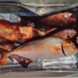 こかわ渡船　雅丸 釣果