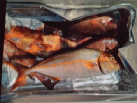 こかわ渡船　雅丸 釣果