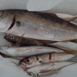 こかわ渡船 雅丸 釣果