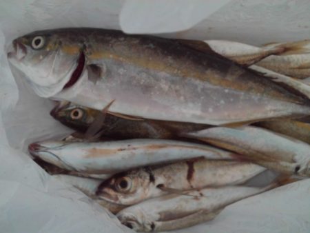 こかわ渡船 雅丸 釣果