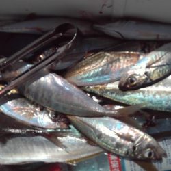 こかわ渡船　雅丸 釣果