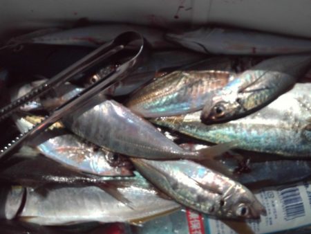 こかわ渡船　雅丸 釣果