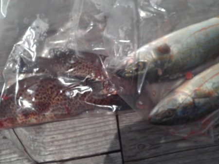 こかわ渡船　雅丸 釣果