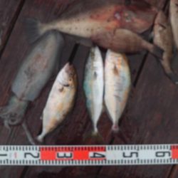 こかわ渡船　雅丸 釣果