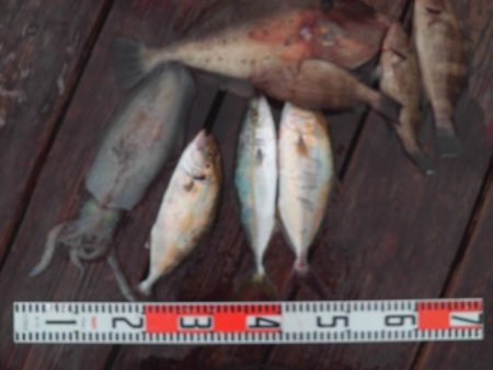 こかわ渡船　雅丸 釣果