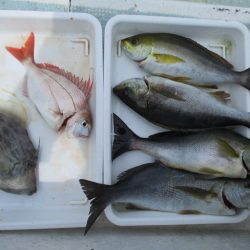 まとばや 釣果