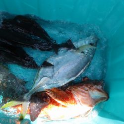 海正丸 釣果