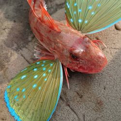 フィッシングボートACE（エース） 釣果