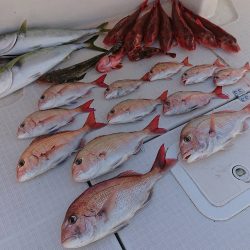 フィッシングボートACE(エース) 釣果