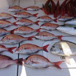 フィッシングボートACE(エース) 釣果