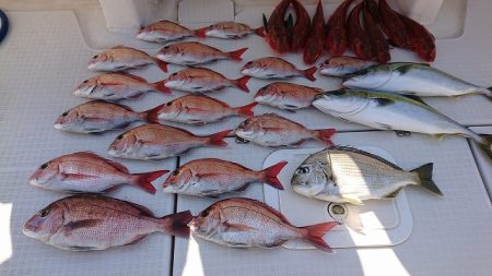 フィッシングボートACE（エース） 釣果