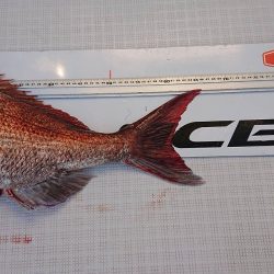 フィッシングボートACE(エース) 釣果