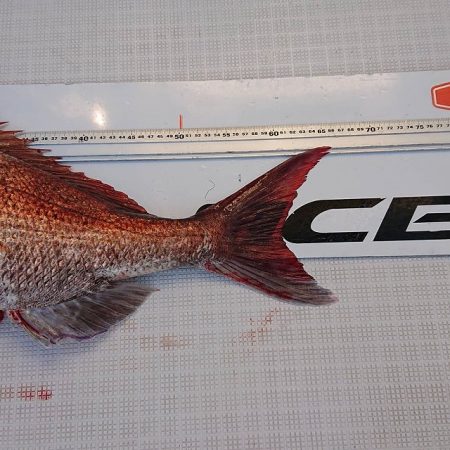 フィッシングボートACE(エース) 釣果