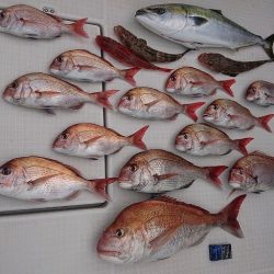 フィッシングボートACE(エース) 釣果